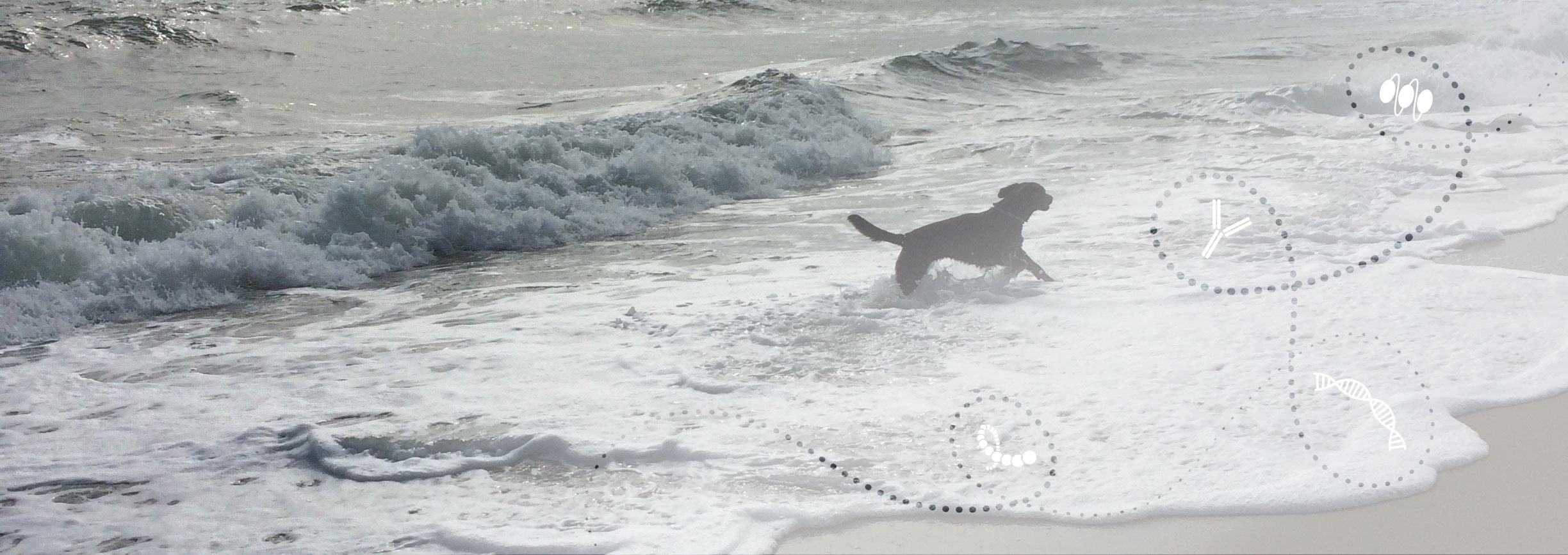 dog walking in the ocean