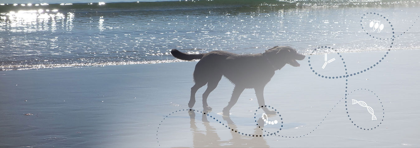 dog on the beach